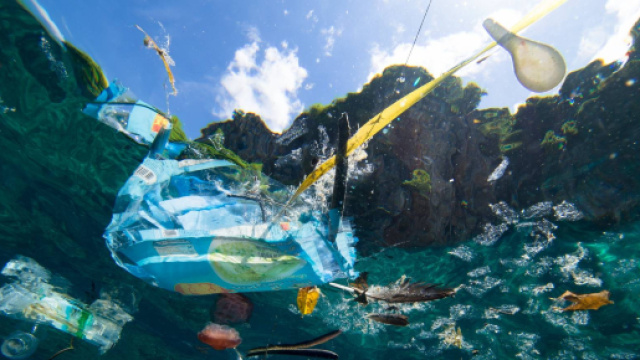Vivere senza plastica: i rifiuti distruggono gli oceani