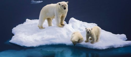 Fotograf&iacute;a de osos polares en una isla de hielo en el &Aacute;rtico