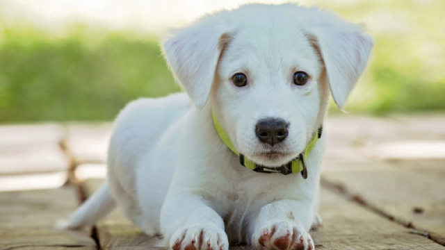 7 motivi perch&egrave; il cane migliora la nostra vita