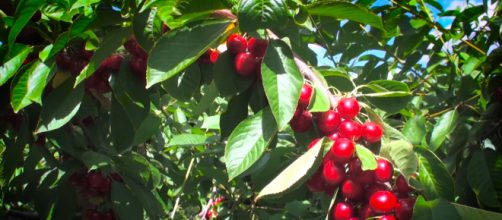 Cherries, though delicious and healthy, can be very toxic. [Image Source: AgricultureCanadaEng/YouTube]