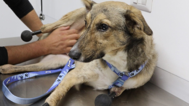 I topi gli divorano le zampe, Piedino &egrave; il primo cane al mondo con ... - fanpage.it