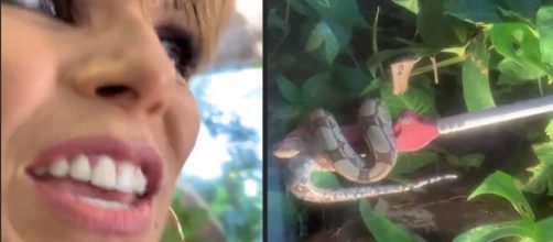 Ana Furtado mostra momento da captura do animal (Reprodu&ccedil;&atilde;o/Stories/Instagram)
