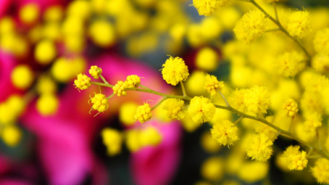 5 frasi da poter mandare per messaggio per la festa della donna