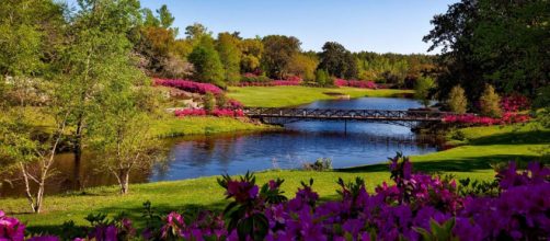 There are many iconic places in the world where flowers can be seen in all their glory. [image Pexels]