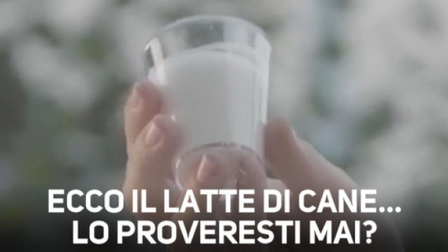 Latte di cane offerto a Bologna, ma &egrave; solo un esperimento degli animalisti