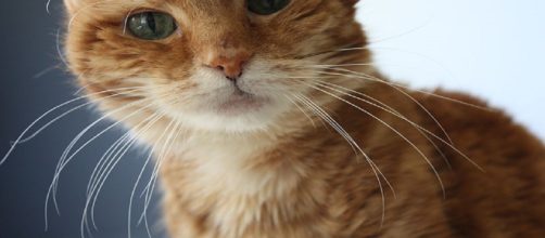 Cats do not like having cheese thrown on their faces - [Joe Parks / Wikimedia Commons]