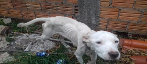 Em situa&ccedil;&atilde;o de maus-tratos uma cadela e seis filhotes s&atilde;o resgatados (Divulga&ccedil;&atilde;o/Prefeitura de Florian&oacute;polis)