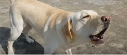 Saddle River council to penalize dog owners. [Image source/Ankur Dutta YouTube video]