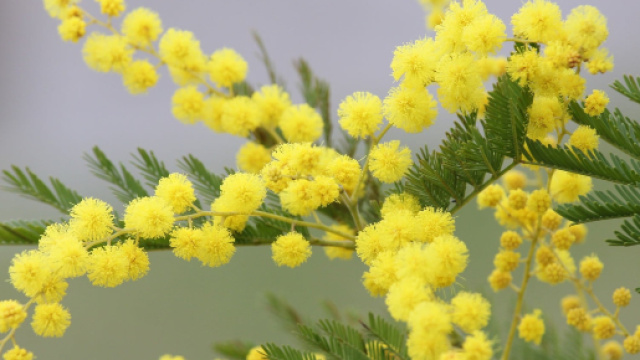 Festa delle donne 2019: gli auguri pi&ugrave; belli da dedicare per l'8 marzo - tpi.it