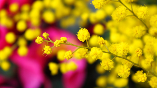 Frasi Festa della Donna: idee divertenti e originali