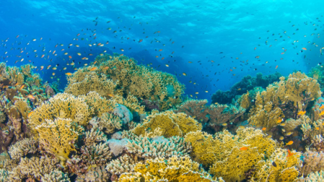 Monopoli, scoperta una barriera corallina in Adriatico luna chilometri: &egrave; unica nel Mediterraneo