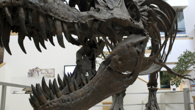 Scoperto negli Usa un cimitero di massa dei dinosauri e di altri mammiferi: si estinsero 66 milioni di anni fa a causa di un asteroide.