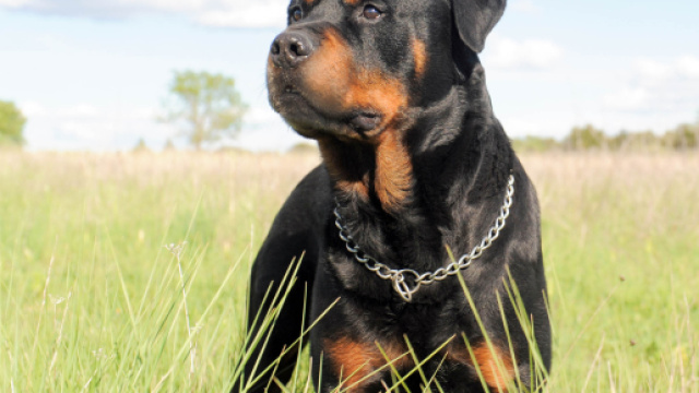 Taranto, &egrave; morta la donna di 85 anni azzannata da un rottweiler