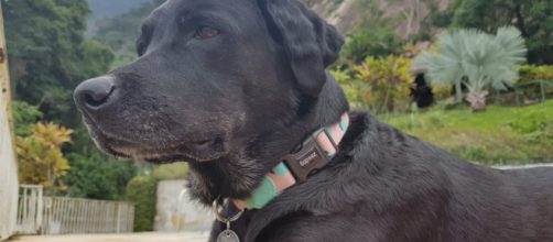 Cadela Gaia, da ra&ccedil;a labrador. (Arquivo Blasting News)