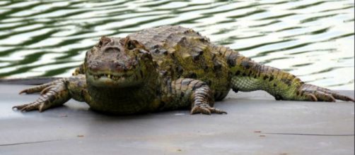 Jacar&eacute;s est&atilde;o solto em comunidade. (Reprodu&ccedil;&atilde;o/Flickr)