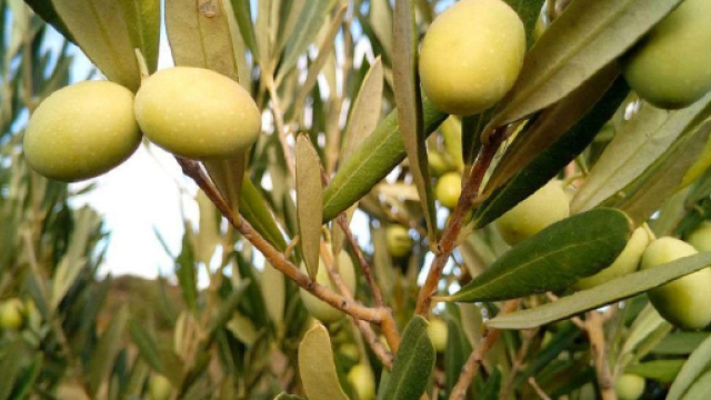 Domenica delle Palme, frasi di auguri d'amore e pace