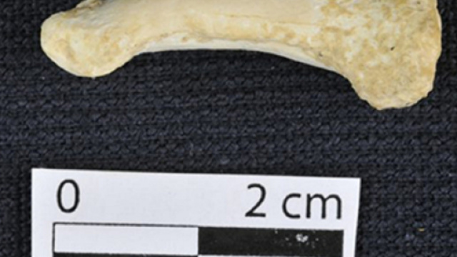 Una delle falangi del piede scoperte nella grotta di Callao nell'isola di Luzon (Filippine)