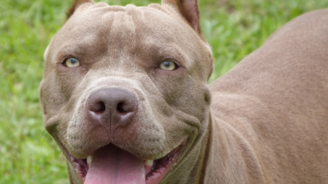 Limbiate: pitbull aggredisce due bambini - pitbulllovers.com