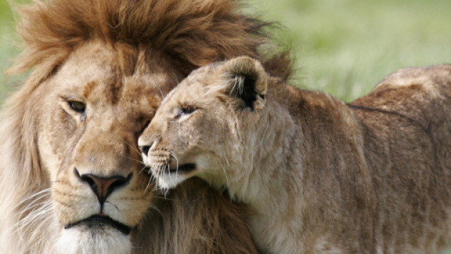 Oroscopo venerd&igrave; 10 maggio 2019: Leone stacanovista, Scorpione galante.