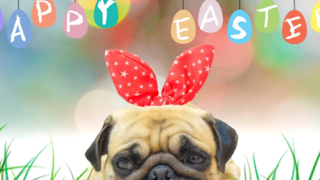 Frasi Buona Pasqua: i migliori auguri da inviare