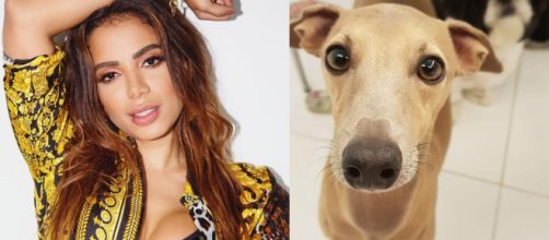 Ap&oacute;s Anitta revelar que seu c&atilde;o concorria a um pr&ecirc;mio, internautas atacaram o animal na web. (Reprodu&ccedil;&atilde;o/Instagram/@anitta)