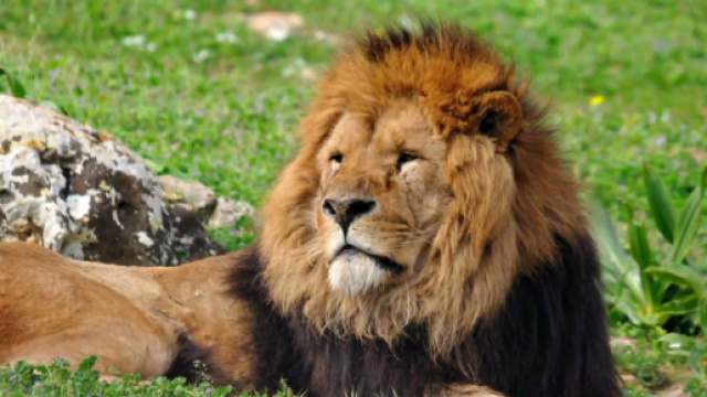 Oroscopo maggio, Leone: lavoro al top, amore da ridimensionare