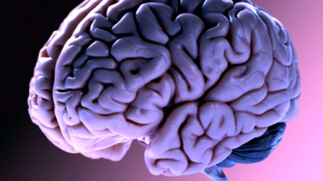 Usa, cervello di maiale 'riattivato' quattro ore dopo il decesso