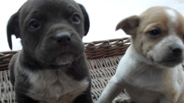 Milano: litiga con la vicina per i cani e l'aggredisce con l'acido