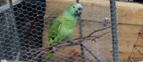 O animal gritou 'Mam&atilde;e, pol&iacute;cia' para sua dona durante a&ccedil;&atilde;o da pol&iacute;cia. (Reprodu&ccedil;&atilde;o/G1)