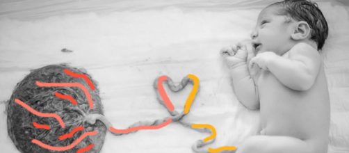 Formas de consumo da placenta. (Arquivo Blasting News)