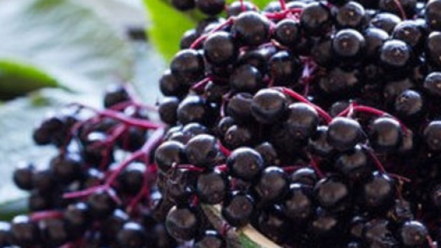 Il succo di bacche di sambuco, commercialmente coltivato, ha una potente azione antivirale contro il virus dell'influenza. (Canva)