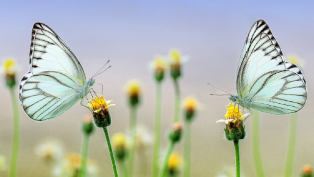 L'oroscopo dell'amore di coppia dall'1 al 5 aprile.