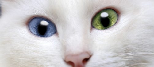 Gatos ex&oacute;ticos. (Arquivo Blasting News)