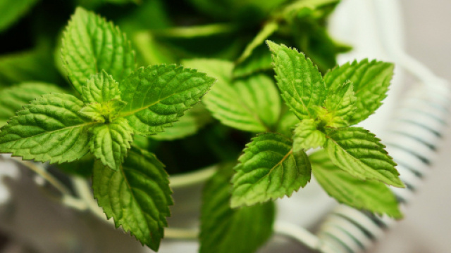 5 benefici della menta piperita