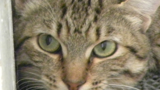Australia, guerra ai gatti selvatici: previsti due milioni di abbattimenti