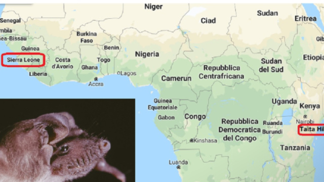 Virus Ebola isolato da pipistrelli (portatori) presenti sia in Sierra Leone che sulle colline Taita in Kenya.