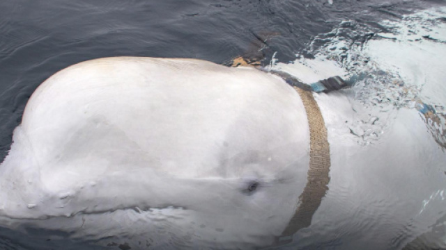 Beluga con imbragatura da spia, trovato al largo della Norvegia ... - ilsole24ore.com