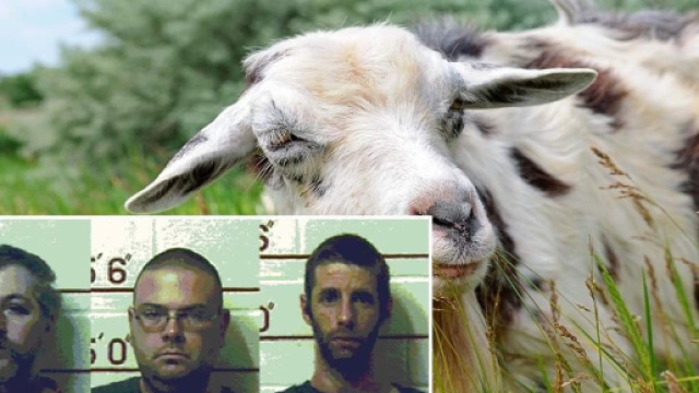 Usa, abusarono per anni di mucca, capra e cavalli: condannati tre uomini.