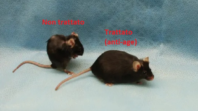 Alcune sostanze sono in grado di bloccare l&rsquo;invecchiamento. Dopo anni di studi sugli animali, la prima conferma sull'uomo da uno studio clinico.