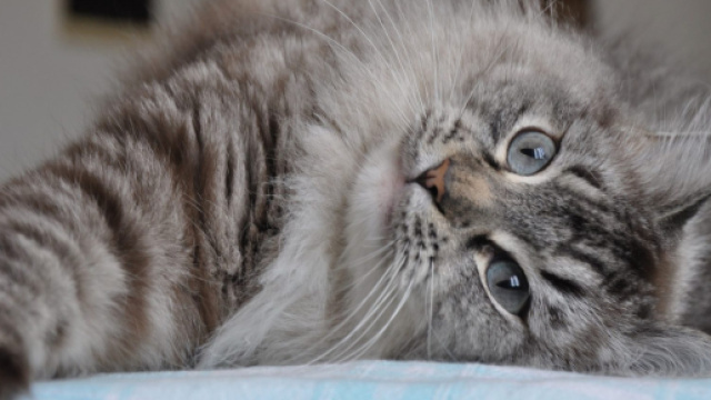 I gatti prestano attenzione a quello che gli diciamo e imparano a distinguere i suoni (Scientific Reports)