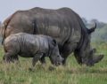 Rhino poacher killed by elephants, eaten by lions in Kruger National Park