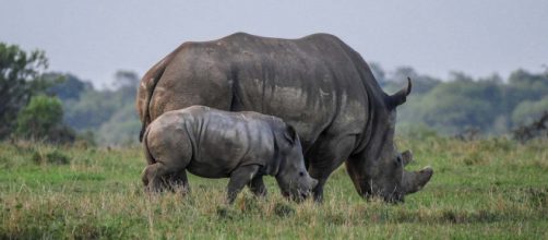 A rhino poacher was killed by elephants and eaten by lions in Kruger National Park. [Image Pixabay]