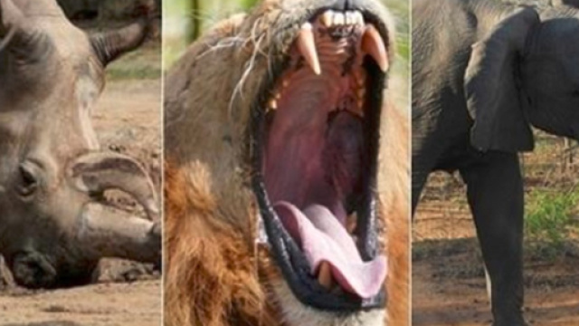 Sudafrica, bracconiere calpestato da un elefante, poi sbranato dai leoni
