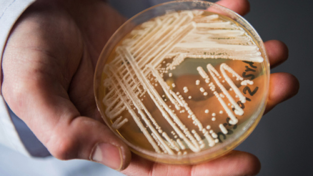 Candida Auris: il fungo killer che spaventa il mondo