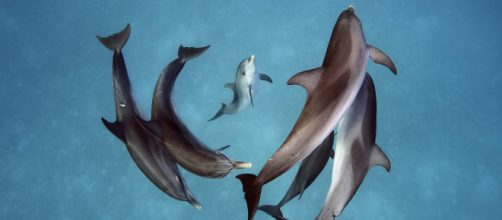 Las hembras de los delfines podr&iacute;an sentir orgasmos