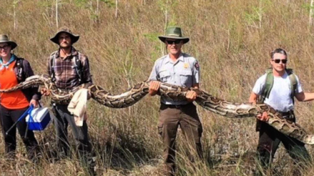 Florida, catturato pitone gigante: aveva 73 uova