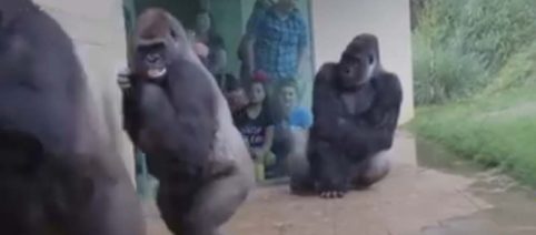 5 fun or strange videos and images of the animal world