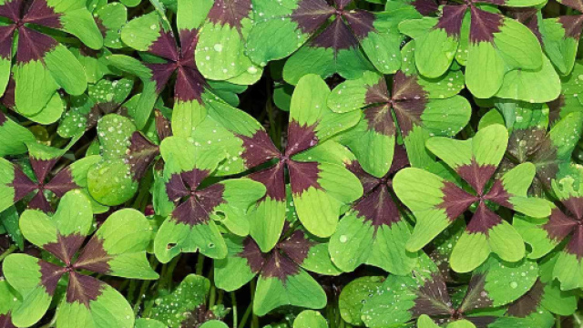 Previsioni oroscopo venerd&igrave; 17 maggio 2019