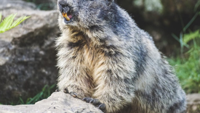 Due coniugi in Mongolia hanno mangiato carne di marmotta cruda e sono morti di peste bubbonica.
