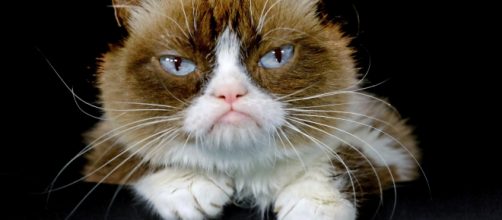 Gata tinha sete anos de idade. (Arquivo Blasting News)